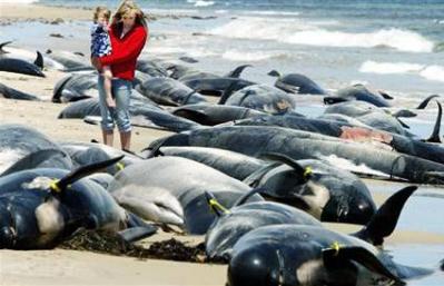 Массовое самоубийство китов у берегов Новой Зеландии: версии ученых